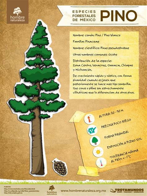 Infografía Especies Forestales de México Pino Trees Infographics