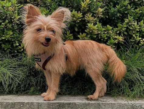 Yorkie Pom All You Need To Know About The Yorkie Pomeranian Mix K9 Web