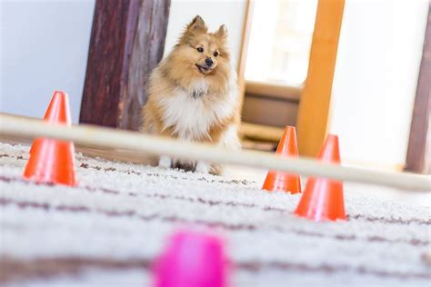 13 Indoor Games for Dogs That Will Keep Your Furry Pal Active