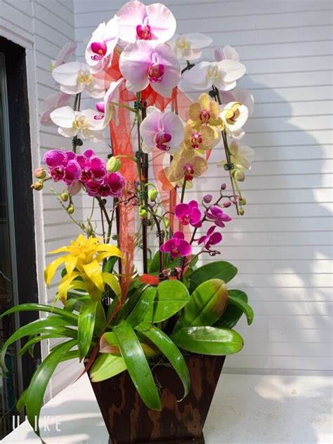 Orchid Arrangement #04 – Kimanh Flowers