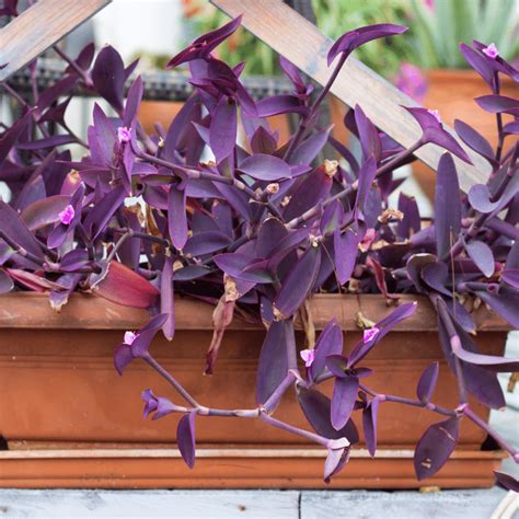 How to Grow and Care For Purple Heart Plant