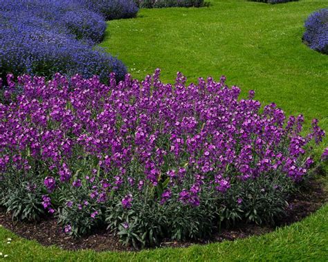 Erysimum Linifolium Bowles Mauve GardensOnline