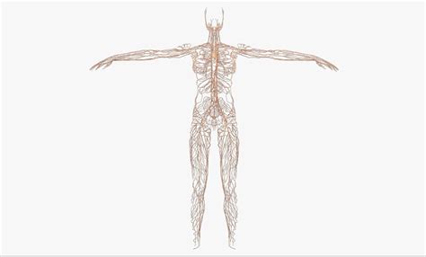 3D Female Lymphatic System | CGTrader