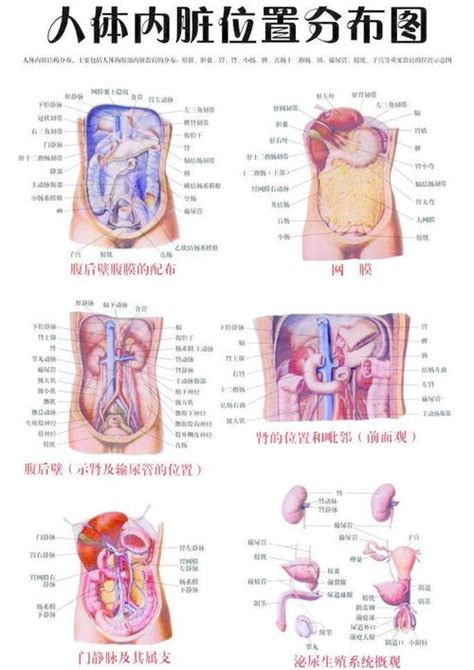 五脏六腑图片位置图分布图 4 配图网