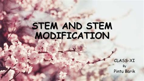 Root And Stem Morphology Exploring Modifications And Key Concepts