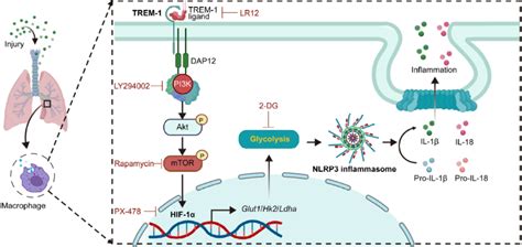 Schematic Illustration Trem 1 Activation Stimulates Hif 1α Induced