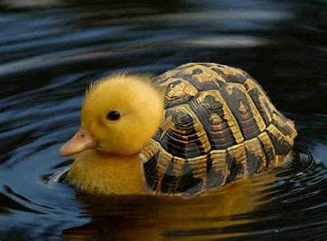 turtle duck!..... your argument is invalid | Photoshopped animals ...