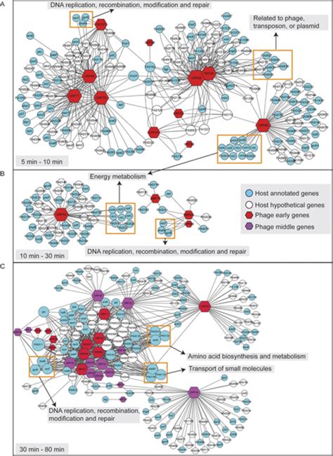 Gene Co Expression Network Between Phage Pap And Host At Early Middle