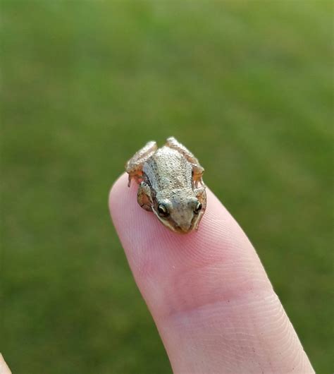 I found a tiny frog. : pics