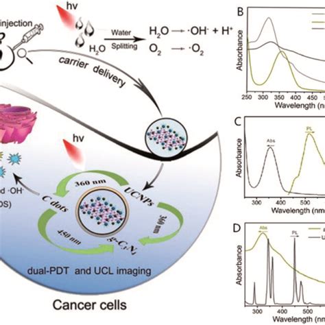 A Schematic Of The Anti Tumor Mechanism Of UCNPs G C3N4CDs ZIF 8