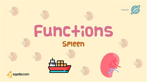 Spleen Functions