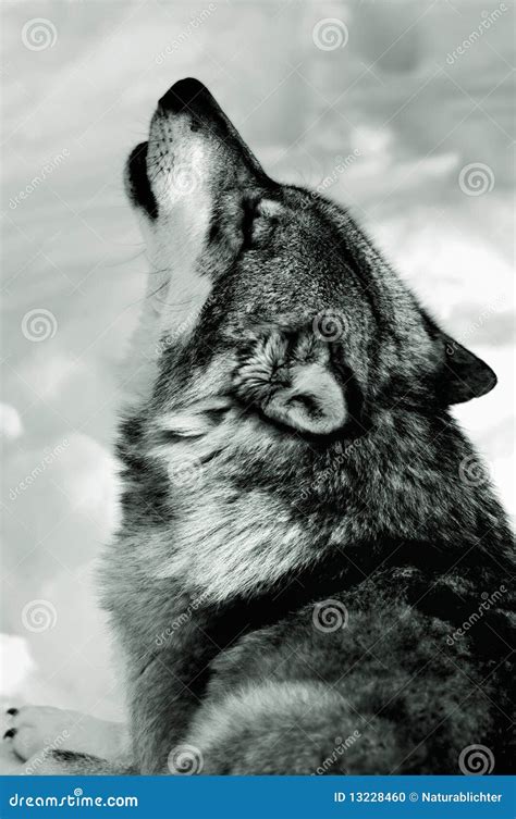 Grey Wolf Howling In Snow