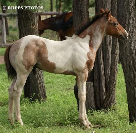 Bay Roan Tobiano shedding his Foal Coat | Pferdefreunde, Pferde