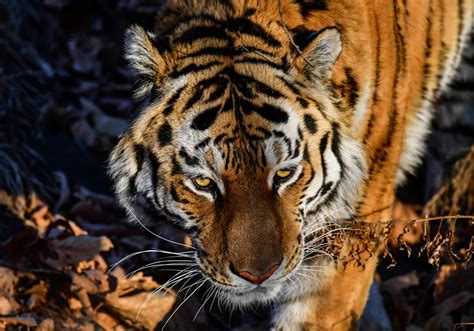 7 facts about the Amur tiger, the fiercest inhabitant of the Far East - Russia Beyond