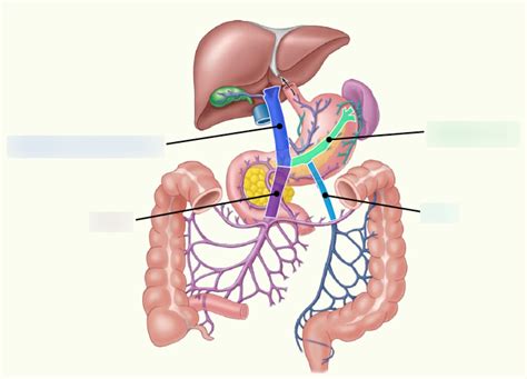 Venous Drainage Of The Gi Tract Diagram Quizlet