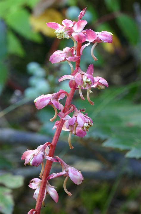 Pyrola