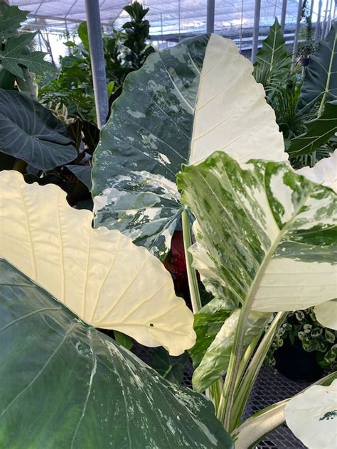 Alocasia Macrorrhiza Variegata Collectors Rare And Exotic Etsy