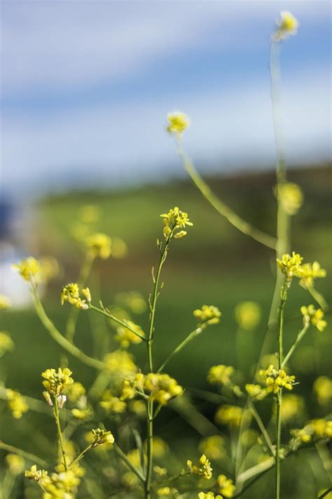 Rapeseed Flower Plants - Free photo on Pixabay