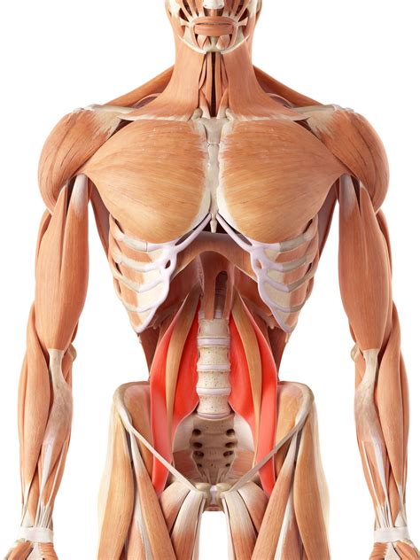 Anatomie Du Muscle Lombaire