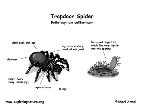 Spider (Trapdoor)