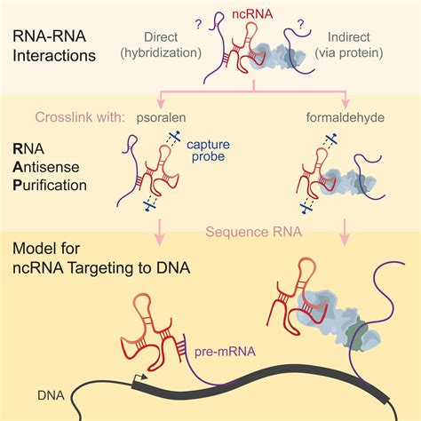 RNA RNA Interactions Enable Specific Targeting Of Noncoding RNAs To