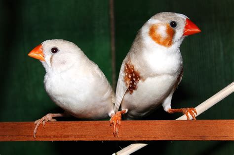 Free Images White Male Female Beak Couple Avian Fauna Lovebird