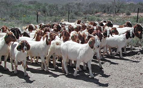 Goat Livestock At Charles Ortega Blog