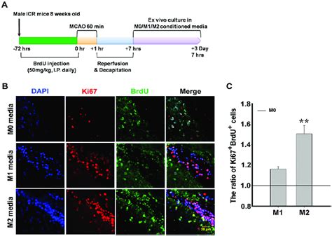 Proliferation Svz Nspcs In M Conditioned Media A Schematic Time