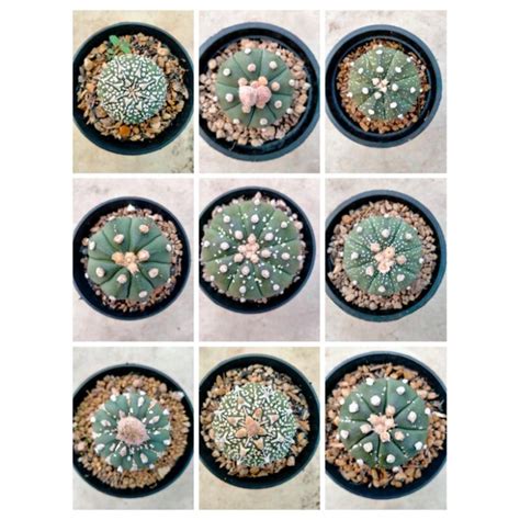 Jual KAKTUS ASTROPHYTUM IMPOR ASTERIAS TANAMAN UNIK Shopee Indonesia