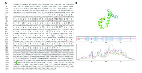 Sequences Of Full Length Complementary DNA And Deduced Amino Acids