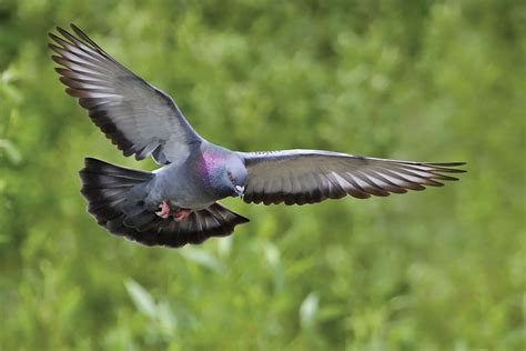 Pigeon Bird Of Prey Flight And Migration Patterns Britannica