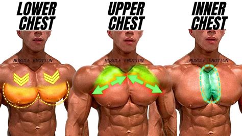 Top Inner Lower And Upper Chest Workout At Gym Meilleurs Exs