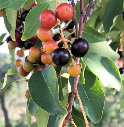 Growing Capulin Cherry Prunus Salicifolia