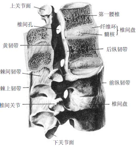 一文读懂，腰骶椎部的应用解剖和生理知识腰骶椎医脉通