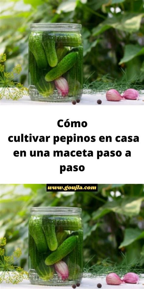 Cómo cultivar pepinos en casa en una maceta paso a paso Cultivar