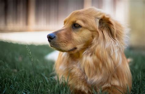 What Is The Golden Chow Dog? (Things You Need To Know)