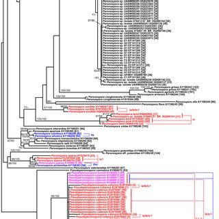 Maximum Likelihood Tree Bottom Part Phylogram As Inferred With Raxml