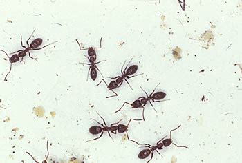 Argentine Ants: Argentine Ant Control & Identification - Orkin.com