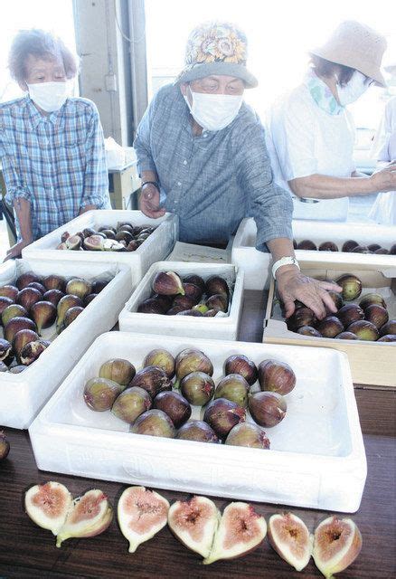 名産イチジク 甘さ上品 川北で出荷へ 目合わせ会：北陸中日新聞web