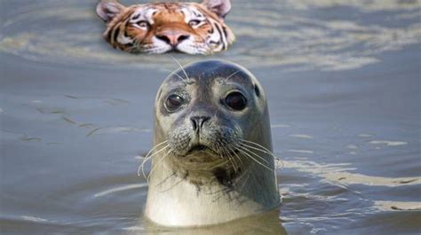 tiger_seal.jpg