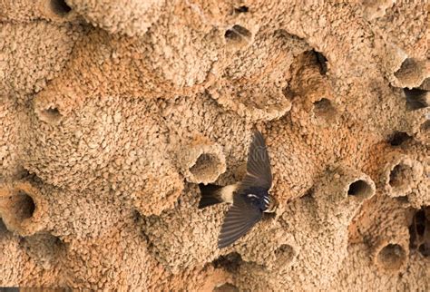 Nids D Hirondelle En Sable Sur La Falaise Photo Stock Image Du Sable