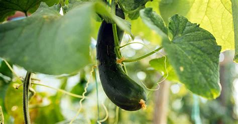 33 of the Best Cucumber Varieties to Grow at Home