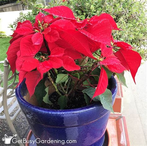 Poinsettia Outside Care, Growing & Planting Tips