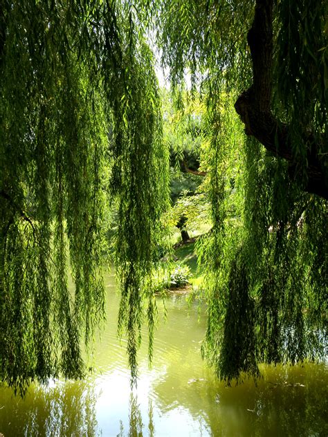 Kostenlose Foto Baum Wasser Natur Wald Sumpf Wildnis Wiese