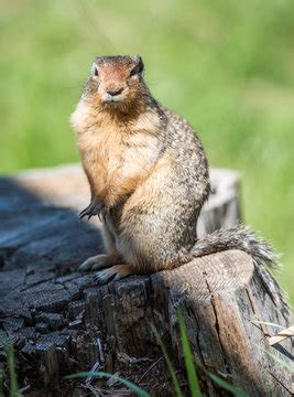 Punxsutawney Images – Browse 77 Stock Photos, Vectors, and Video ...