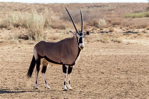 Portrait Of Gemsbok Oryx Gazella Photograph By Artush Foto