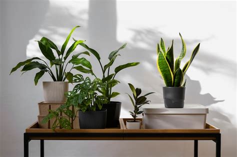 Free Photo | Indoor plants in studio