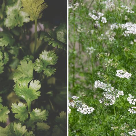 What Is Coriander Bolting at Matthew Brunskill blog