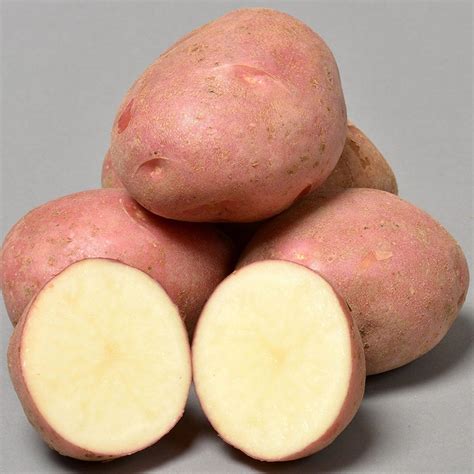 Rosegarden Seed Potatoes New Maincrop Variety