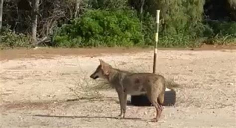 Terrore Nella Pineta Il Lupo Azzanna Il Vestito Di Una Bambina